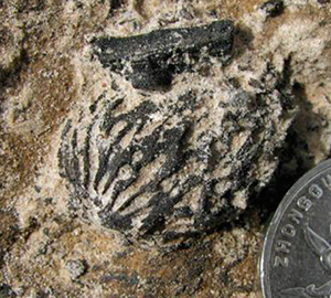 Fósiles de melocotón de dos millones y medio de años