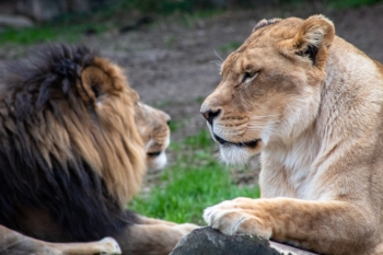 Las leonas viven de media un 60 % más que los leones