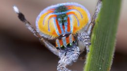 Araña pavo real (Maratus volans)