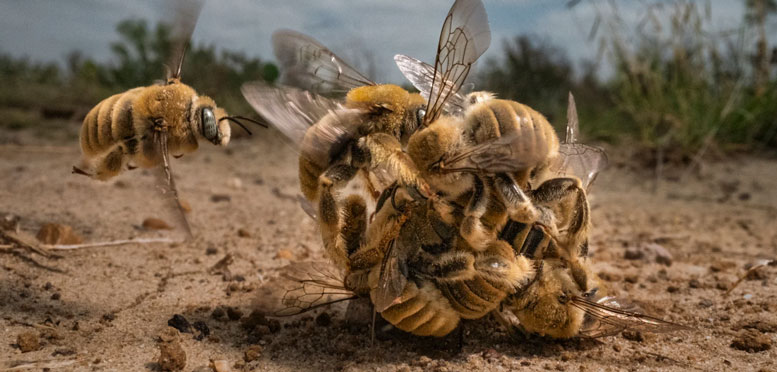 Montonera de abejas de los cactos